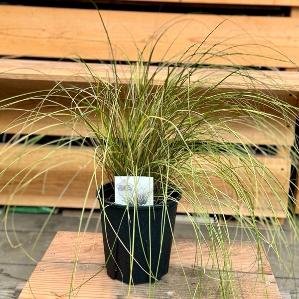 観葉植物 苗 グランドカバー グラス：カレックス ブロンズフォーム