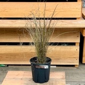 ���տ�ʪ���ġ������ɥ��С������饹������å������֥���ʥˡ�*