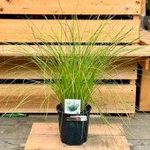 ���տ�ʪ���ġ������ɥ��С������饹������å�����������*