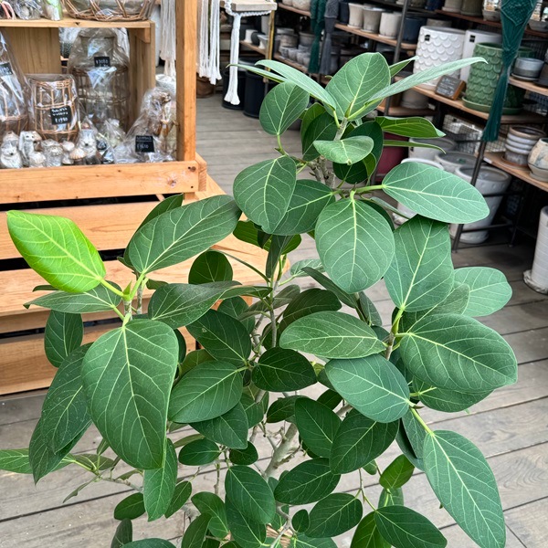 おしゃれ 観葉植物：フィカス ベンガレンシス 鉢カバー＊麻布飾り付