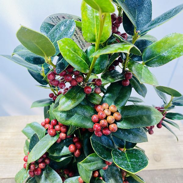観葉植物 花木：クリスマスホーリー*チャイニーズホーリー 西洋