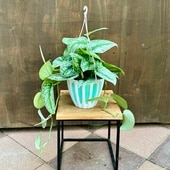 ������� ���տ�ʪ����������ץ��� �ȥ�ӡ�*5���ߤ�