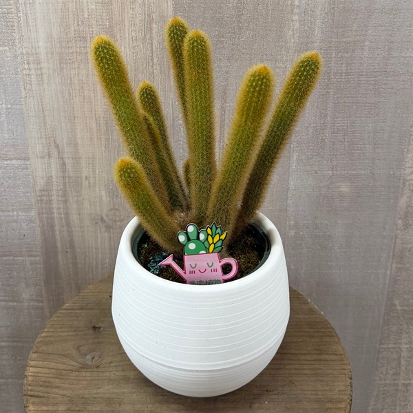 観葉植物 希少 サボテン：ヒモサボテン 黄金ヒルデウィンテラ