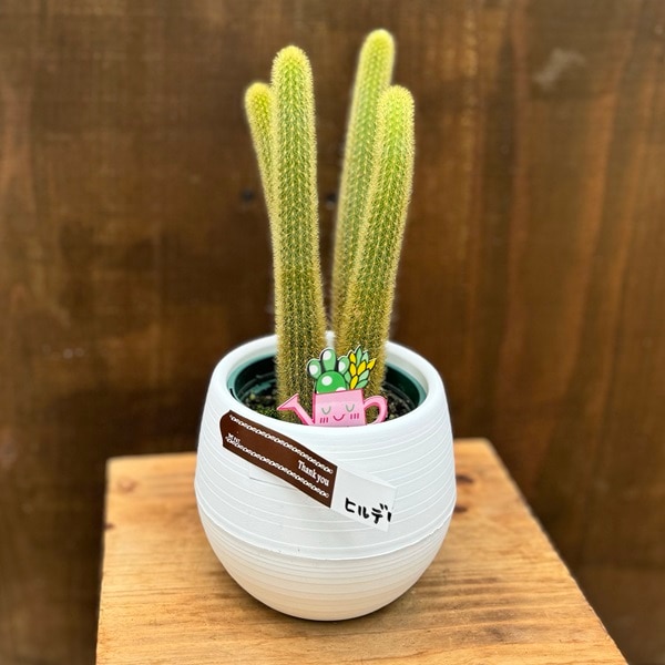 サボテン 観葉植物 希少 サボテン：ヒモサボテン 黄金ヒルデウィンテラ