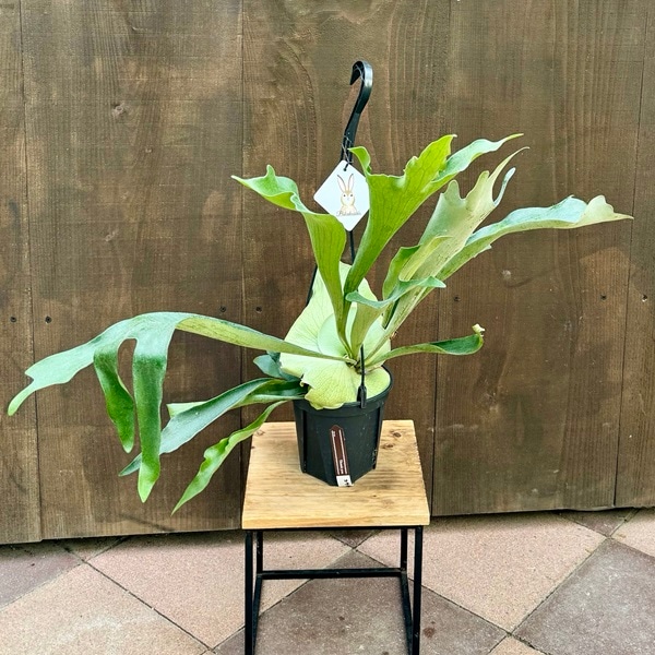 ������� ���տ�ʪ���ӥ������� ��������� �ӥե륫�ĥ�*5���ߤ�