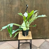 ������� ���տ�ʪ���ӥ������� ��������� �ӥե륫�ĥ�*5���ߤ�