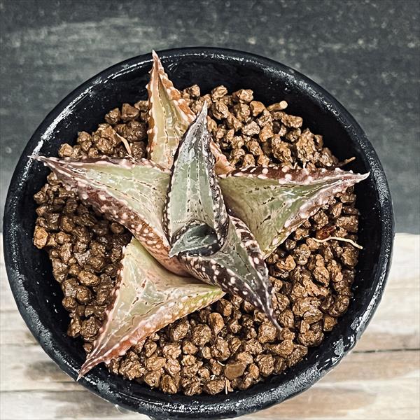 多肉植物：ハオルチア 竜鱗*M 幅7cm | サボテン＆多肉植物,多肉植物