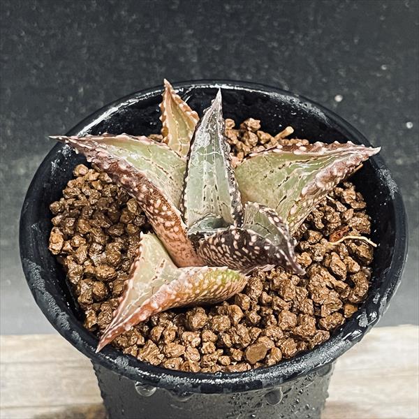 多肉植物：ハオルチア 竜鱗*M 幅7cm | サボテン＆多肉植物