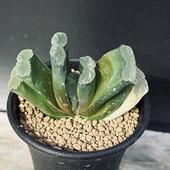 ¿����ʪ���ϥ������ �����*��7��������ʡ����ʸ¤�