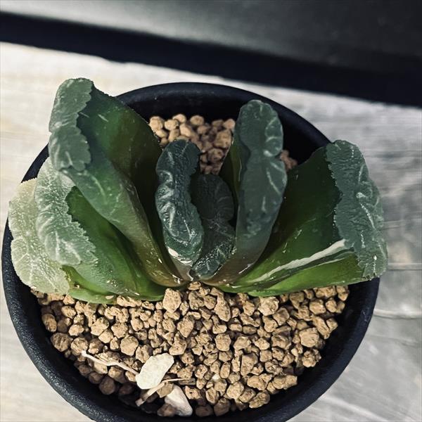 多肉植物：ハオルチア 玉扇錦*幅7cm 現品！一品限り | サボテン