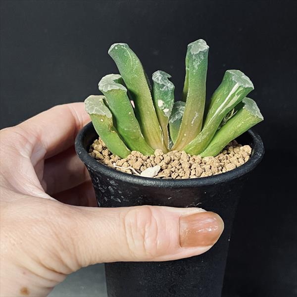 多肉植物：ハオルチア 玉扇錦*幅7cm 現品！一品限り | サボテン