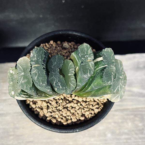 多肉植物：ハオルチア 玉扇錦*幅8cm 現品！一品限り | サボテン