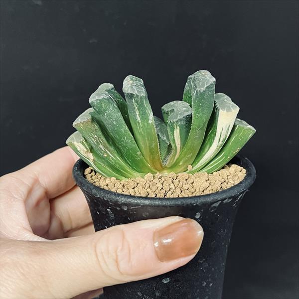 多肉植物：ハオルチア 玉扇錦*幅8cm 現品！一品限り | サボテン