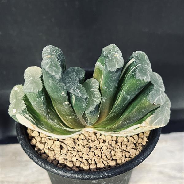 多肉植物：ハオルチア 玉扇錦*幅8cm 現品！一品限り | サボテン