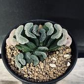 ¿����ʪ���ϥ������ ���𡡾��⻳*��7.5��������ʡ����ʸ¤�