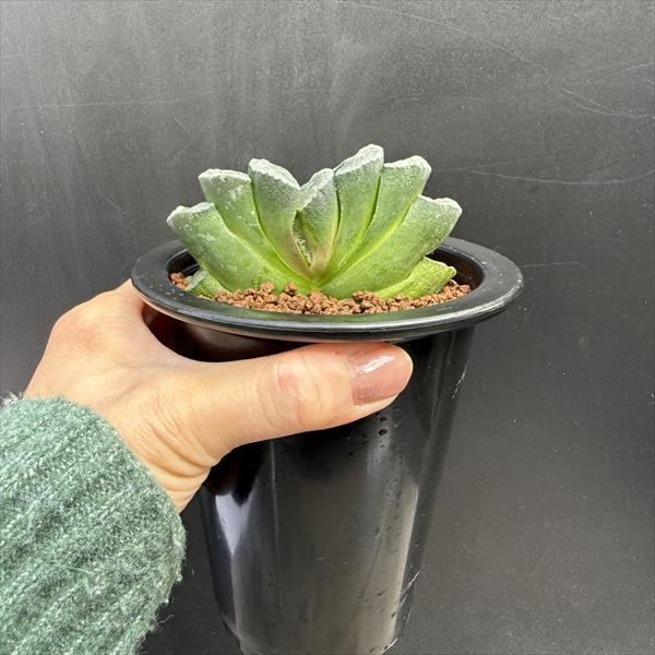 多肉植物：ハオルチア 玉扇 写楽*幅9cm 現品！一品限り | サボテン