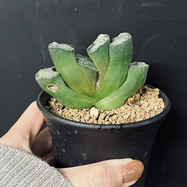 【ハオルチア　玉扇　写楽】大株　良型！ ハオルチア 玉扇 写楽】大株 良型！