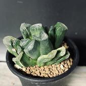 ¿����ʪ���ϥ������hyb.�� ���ݡ߶���*��6��������ʡ����ʸ¤�