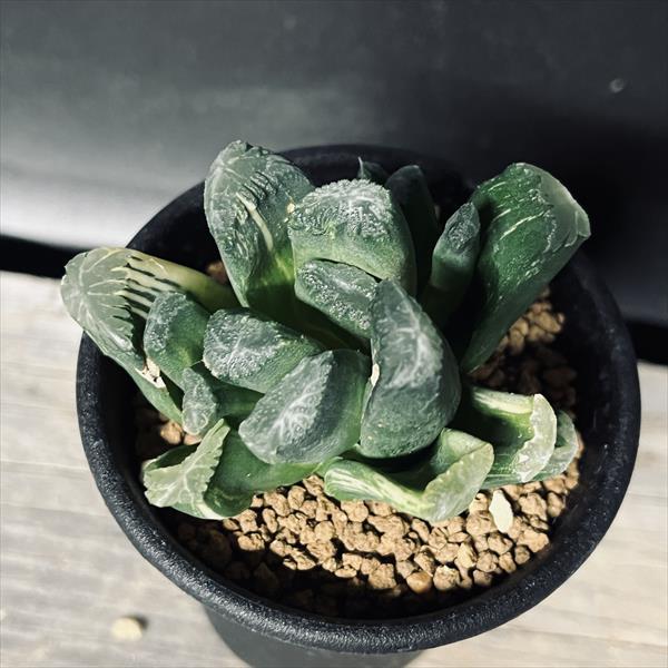 多肉植物：ハオルチアhyb.錦 万象×玉扇*幅6cm 現品！一品限り