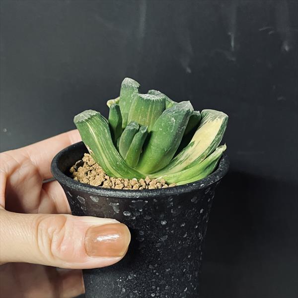多肉植物：ハオルチアhyb.錦 万象×玉扇*幅6cm 現品！一品限り