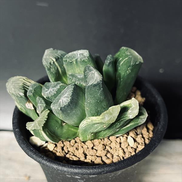 多肉植物/ハオルチア】Haworthia ☆万象錦 白妙錦