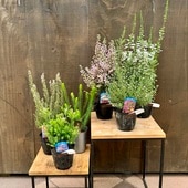 ���տ�ʪ ���� �����ǥ˥󥰡����ꥫ*�ʼ����٤ޤ�