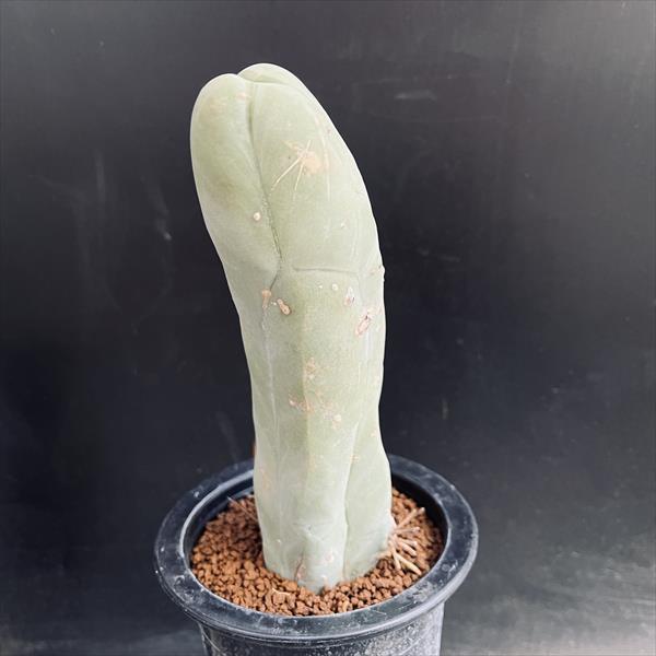 成程柱　珍宝閣　トリコケレウス サボテン：トリコケレウス なるほど柱 珍宝閣*幅19cm 現品
