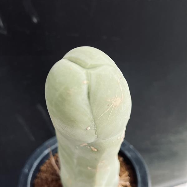 サボテン：トリコケレウス 珍宝閣 なるほど柱*幅5cm 現品！一品限り