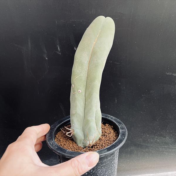 サボテン：トリコケレウス 珍宝閣 なるほど柱*幅5cm 現品！一品限り