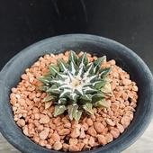 ���ܥƥ󡧥��ꥪ����ץ�������ð*��4.5��������ʡ����ʸ¤�