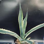 ¿����ʪ�������١�����ߥ��ʡ��Х����ե��󥬡���*��63��������ʡ����ʸ¤�