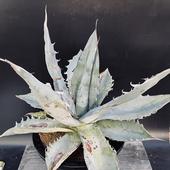 ¿����ʪ�������١������Υ����ۥ磻�ȥ�����*��38��������ʡ����ʸ¤ꡡ��������