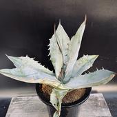 ¿����ʪ�������١������Υ����ۥ磻�ȥ�����*��29��������ʡ����ʸ¤ꡡ��������