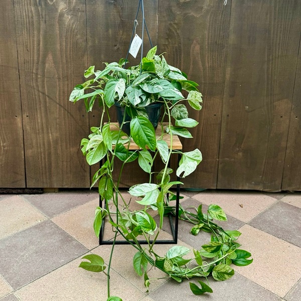 おしゃれ 観葉植物：エピプレナム ピナツム バリエガータマーブル*7号