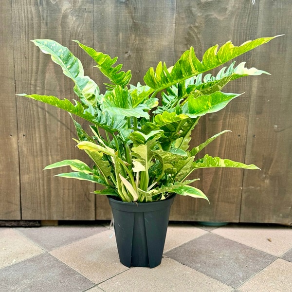 おしゃれ 観葉植物:フィロデンドロン リングオブファイアー*8号 おしゃれ 観葉植物:フィロデンドロン リングオブファイアー*8号