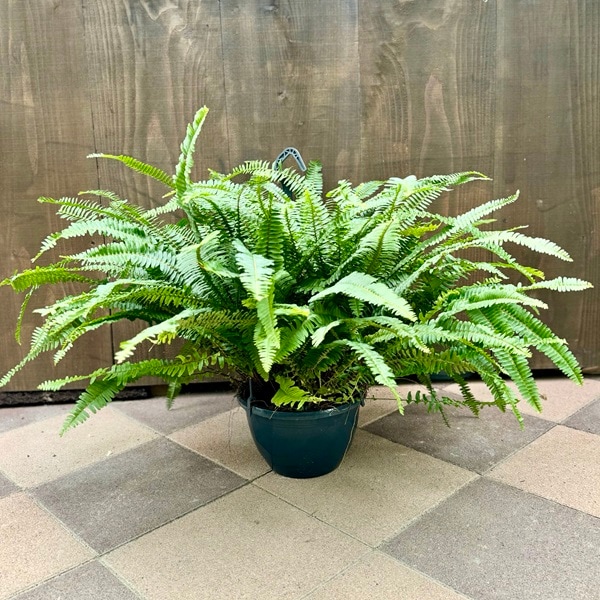 おしゃれ 観葉植物：ネフロレピス タマシダ*8号吊り | 観葉植物,吊り鉢