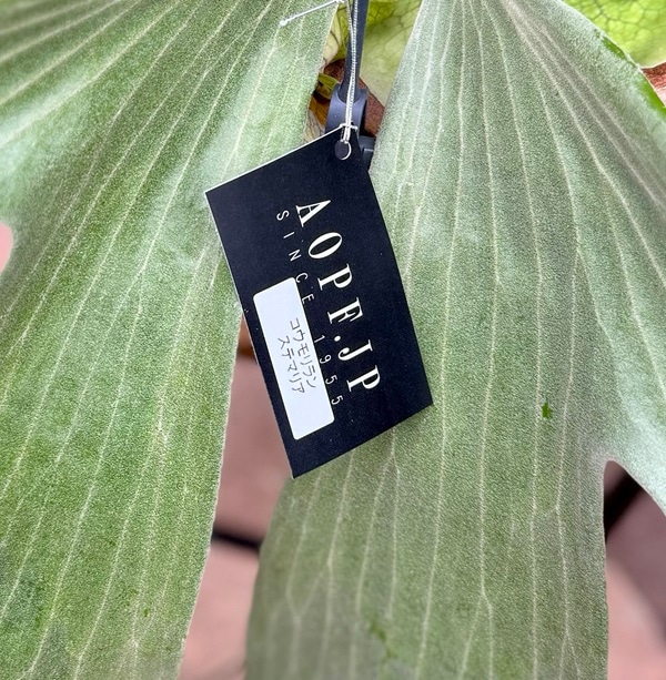 現品【ステマリア】　コウモリラン ビカクシダ　★コルク付　 BI0171 現品【ステマリア】 コウモリラン ビカクシダ ☆コルク付 BI0171 現品