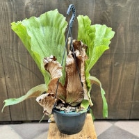 おしゃれ 観葉植物：ビカクシダ コウモリラン ステマリア*7号吊り 