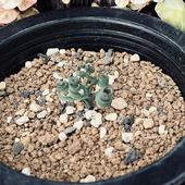 �庬��ʪ�������ꥹ����ͥ��ꥹ*����2.5cm�����ʡ����ʸ¤�