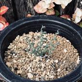 �庬��ʪ�������ꥹ��sp*����4cm�����ʡ����ʸ¤�