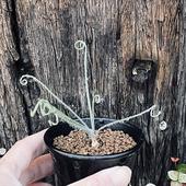 �庬��ʪ������֥� ���ԥ�ꥹ '�եꥺ�륷����'*S������10cm