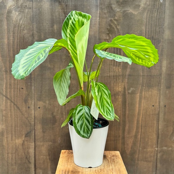 おしゃれ 観葉植物：カラテア ロゼオピクタ イラストリス*5号