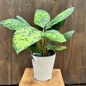 ������졡���տ�ʪ���ۥޥ���� ��ꥷ������ե顼����*5��ץ�ݥåȡ�Homalonema