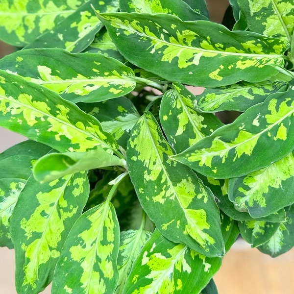 特価 朝方迄限定特価 Aglaonema pictum 【Weed】 年末特価 Aglaonema pictum 月初セール！Aglaonema アグラオネマ