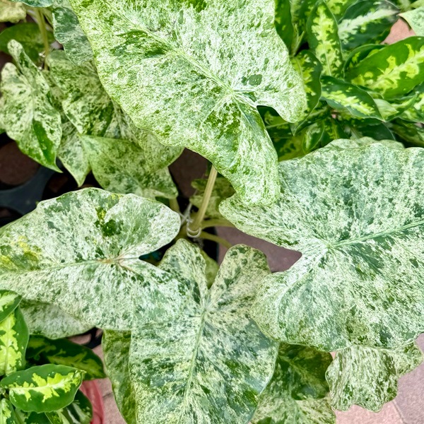 おしゃれ 観葉植物：アロカシア ポマクロリゾス バリエガータ