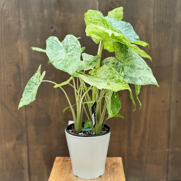 アロカシア シンポ バエリガータ 斑入り芋【希少】 アロカシア シンポ