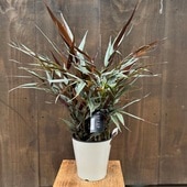 ������� ���տ�ʪ ����������ԥ˥�����ƥ������*5�桡�Х�֡����󥸥㡼