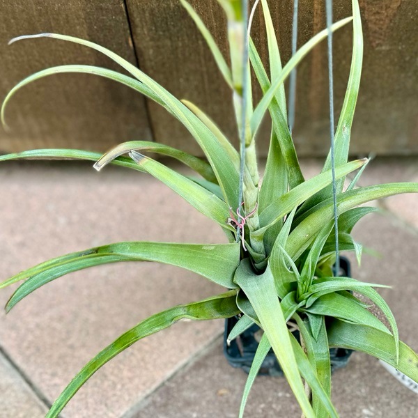 おしゃれ 観葉植物 エアープランツ：チランジア フレクスオーサ