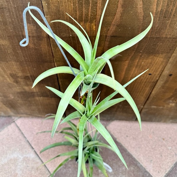 おしゃれ 観葉植物 エアープランツ：チランジア フレクスオーサ