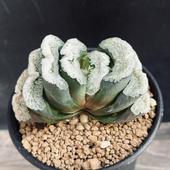 ¿����ʪ���ϥ������ ����*��7.5��������ʡ����ʸ¤�